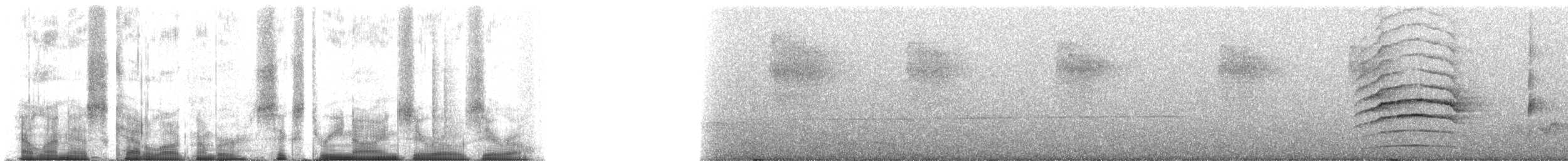 Weißkehl-Baumsteiger - ML63900