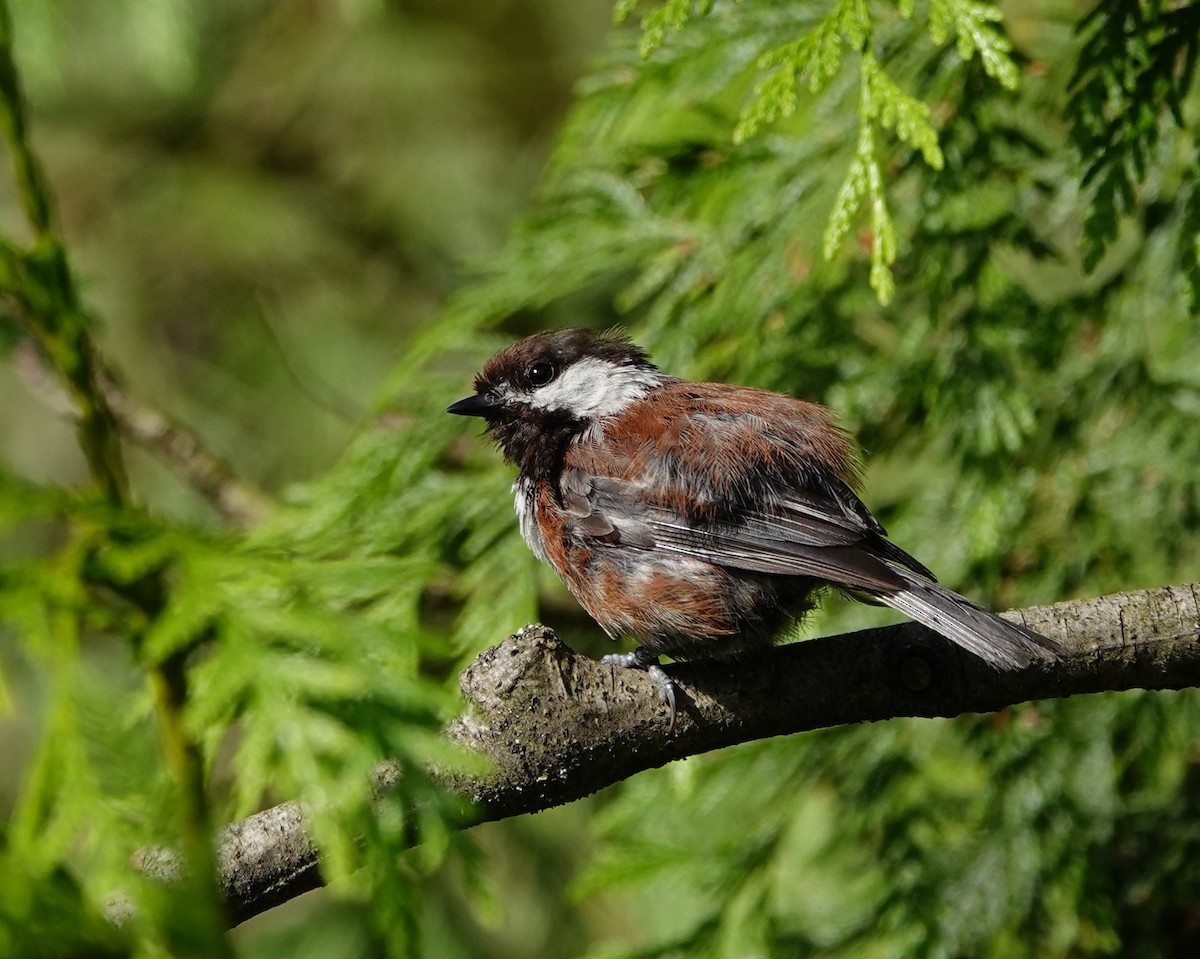 Chestnut-backed Chickadee - ML639000008