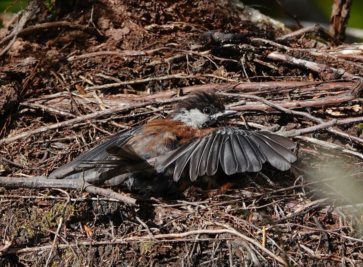 Chestnut-backed Chickadee - ML639000012