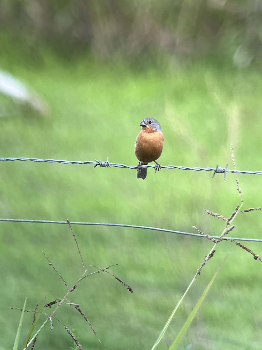 Ruddy-breasted Seedeater - ML639000028