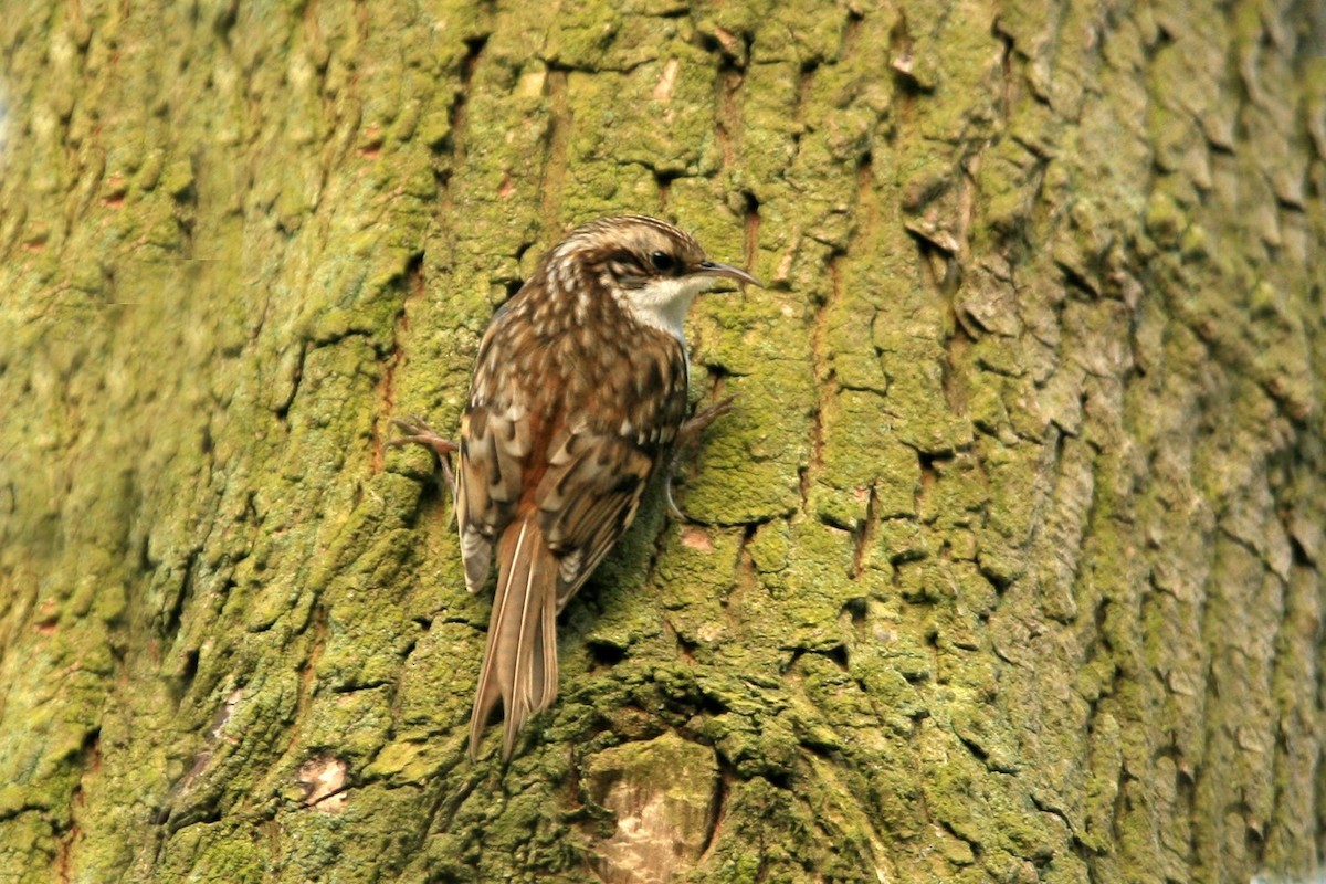 Eurasian Treecreeper - ML639000031