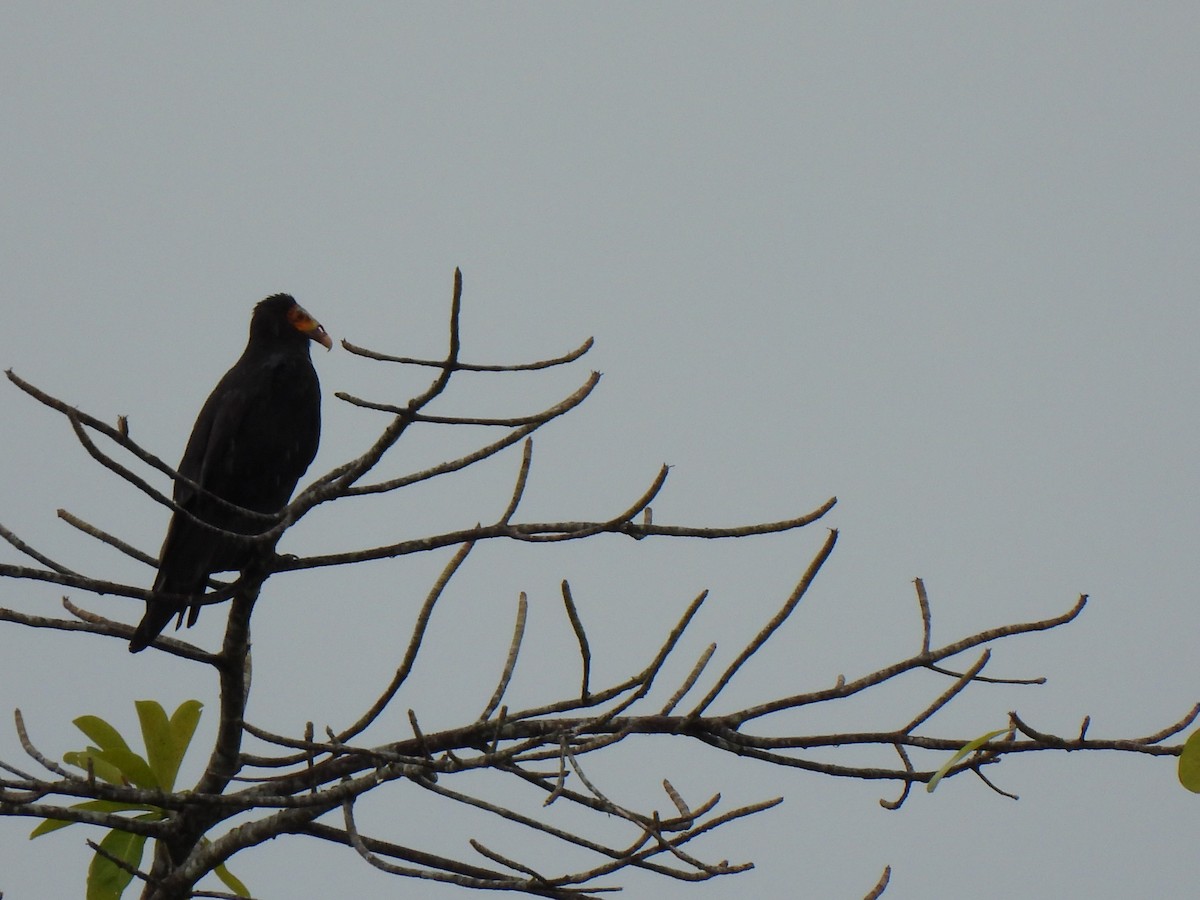 Lesser Yellow-headed Vulture - ML639000045