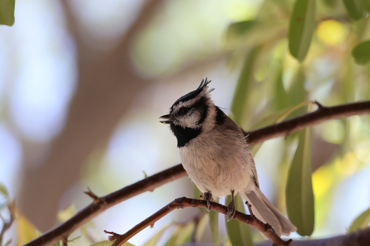 Bridled Titmouse - ML639000049