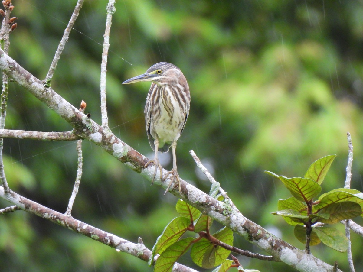 Striated Heron - ML639000057