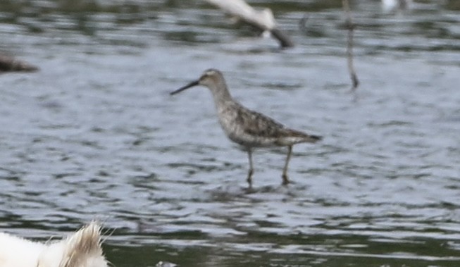 Stilt Sandpiper - ML639000063
