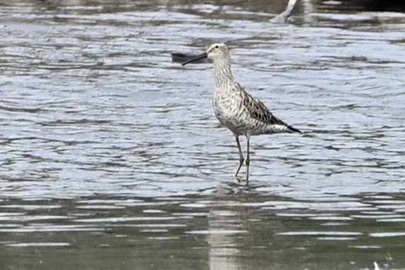 Stilt Sandpiper - ML639000064