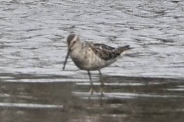 Stilt Sandpiper - ML639000065