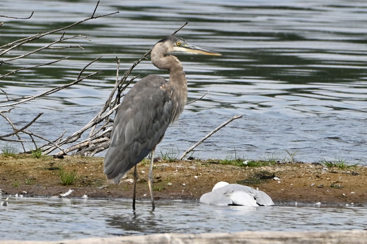 Great Blue Heron - ML639000072