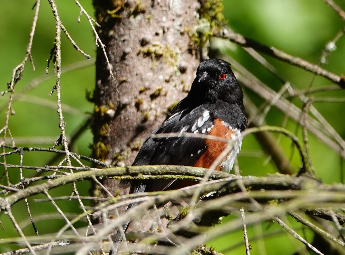 Spotted Towhee - ML639000083