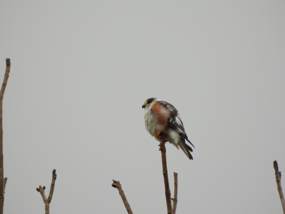 Pearl Kite - ML639000085