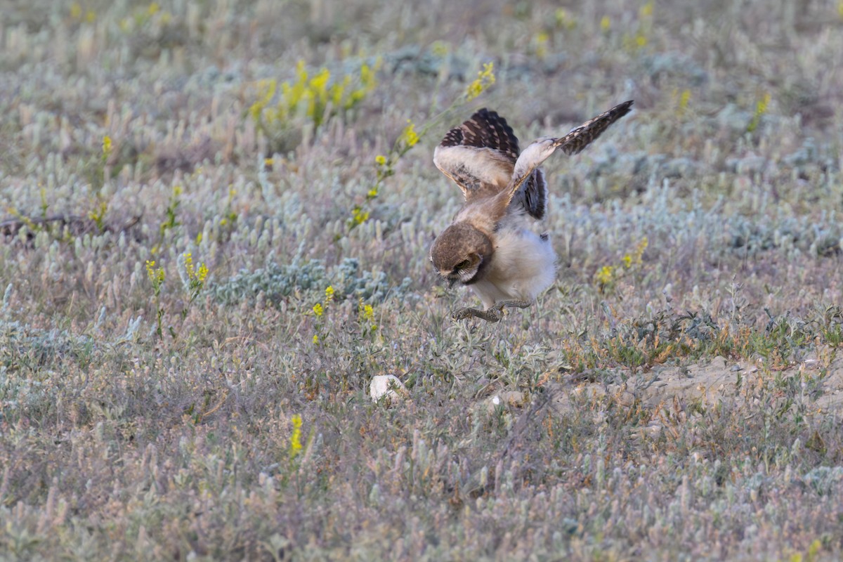 Burrowing Owl - ML639000089