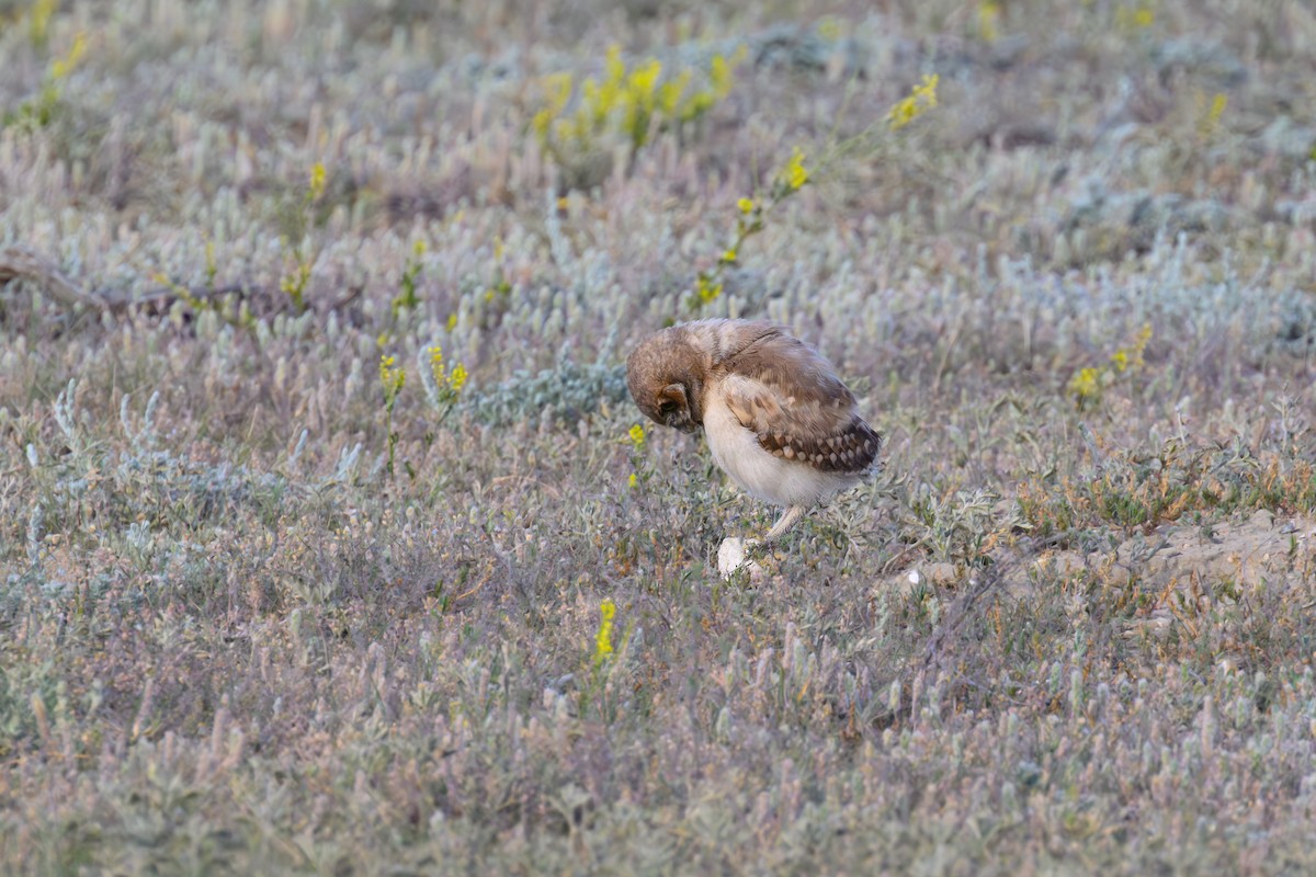 Burrowing Owl - ML639000091