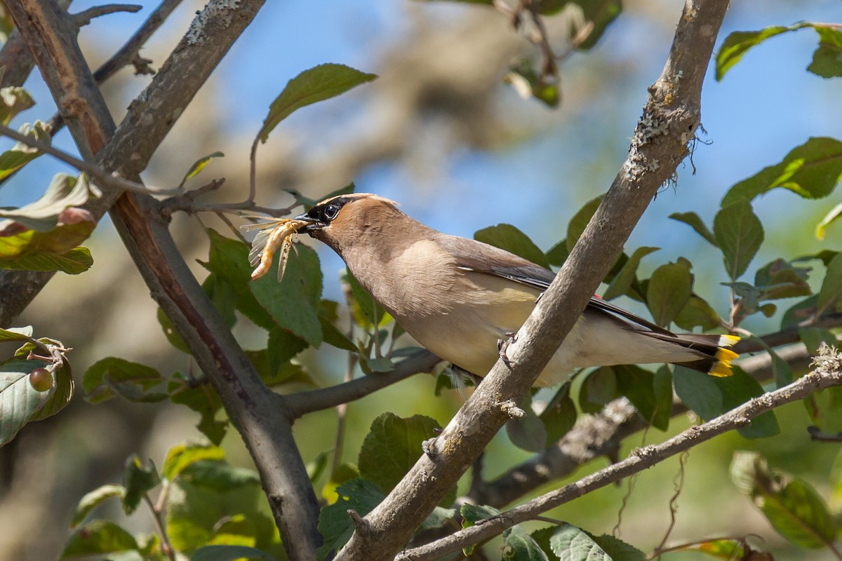 Cedar Waxwing - ML639000103