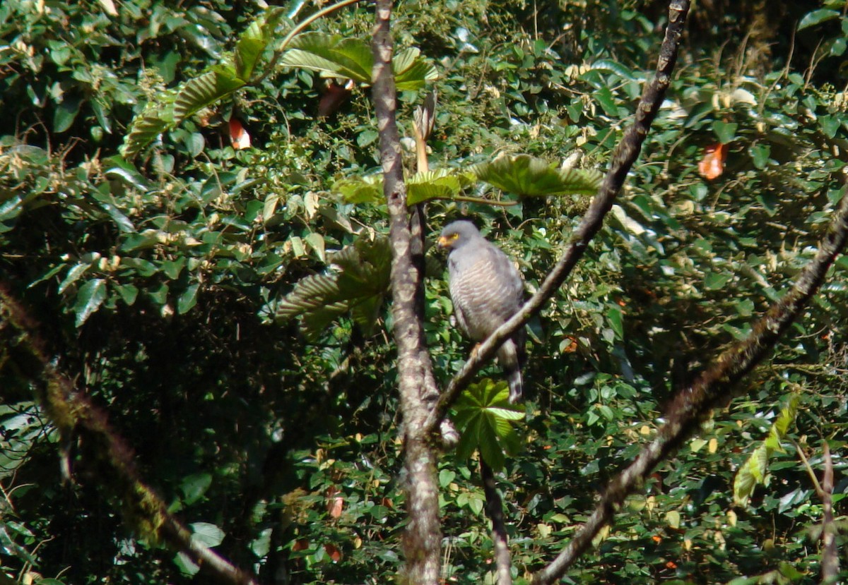 Roadside Hawk - ML639000113