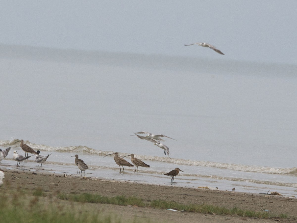 Black-tailed Godwit - ML639000115