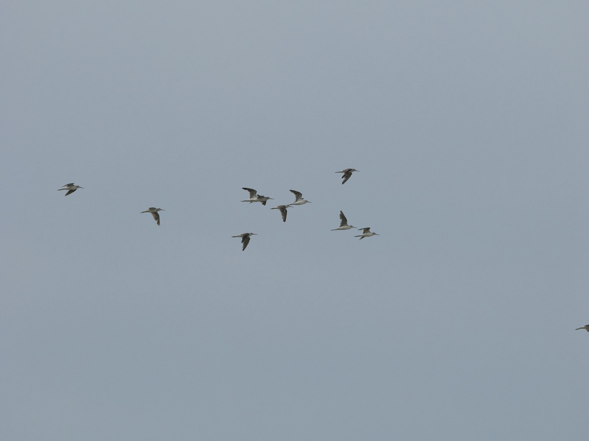 Common Greenshank - ML639000128