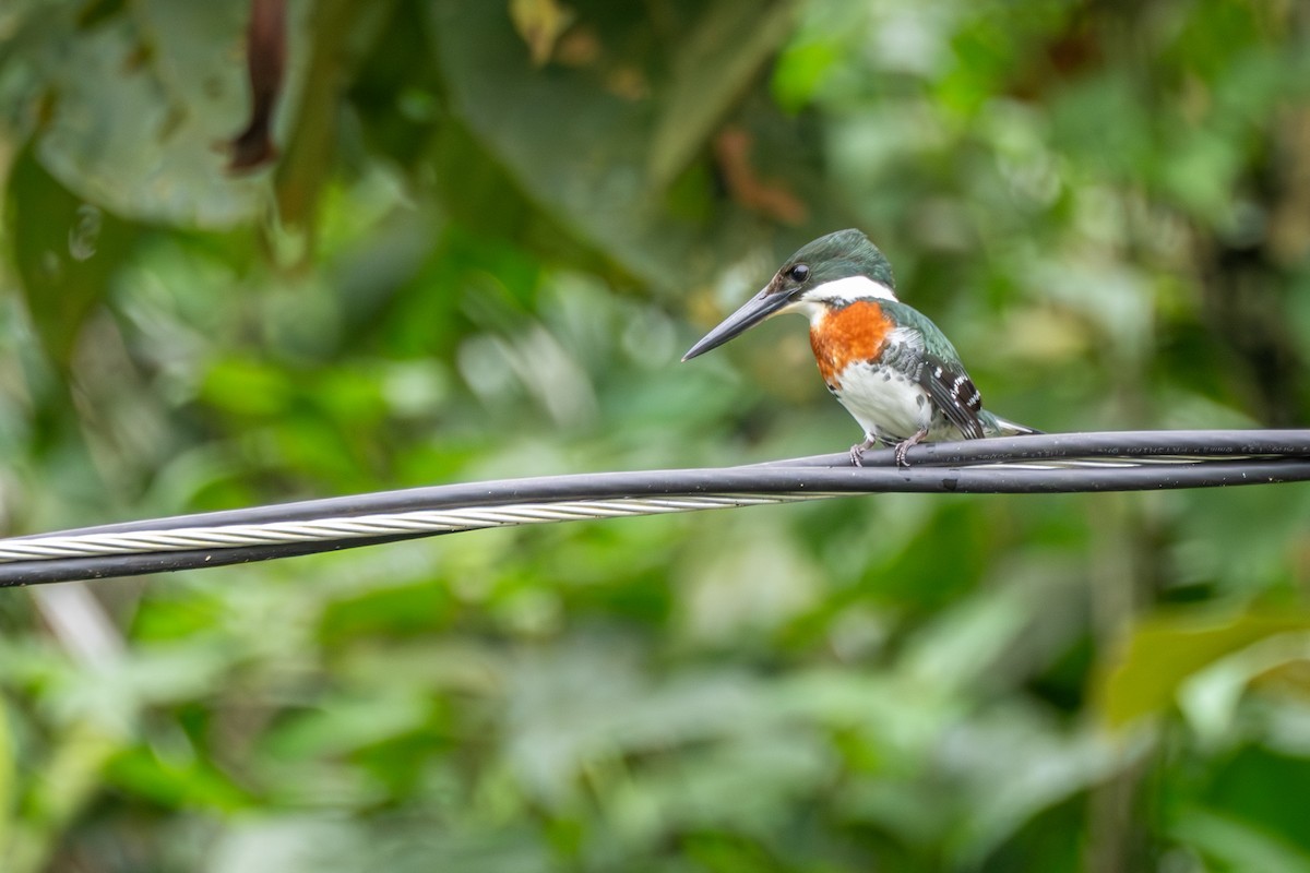 Green Kingfisher - ML639000132