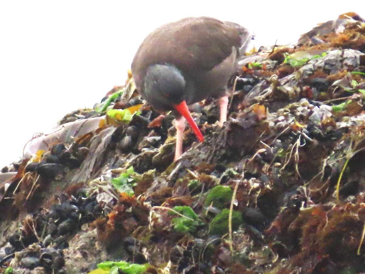 Black Oystercatcher - ML639000138