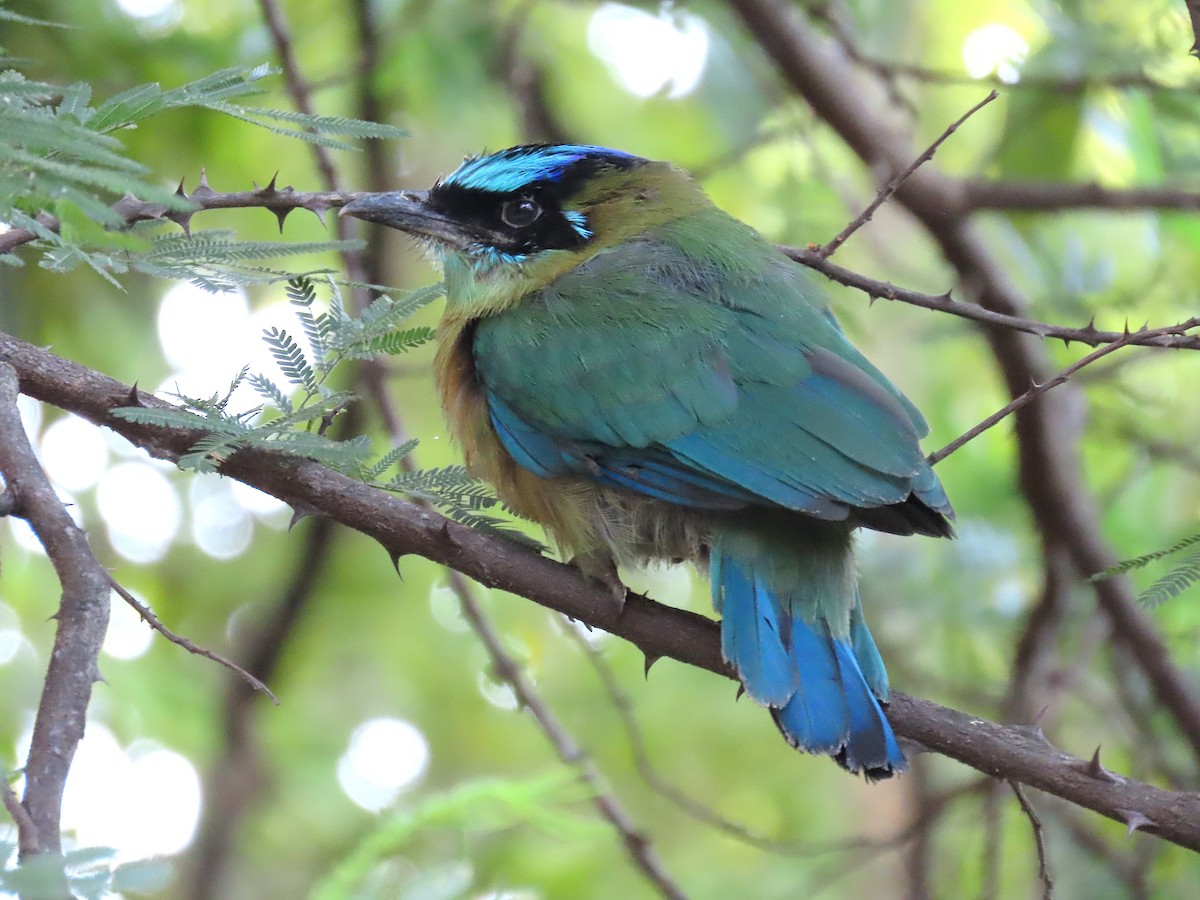 Lesson's Motmot - ML639000144