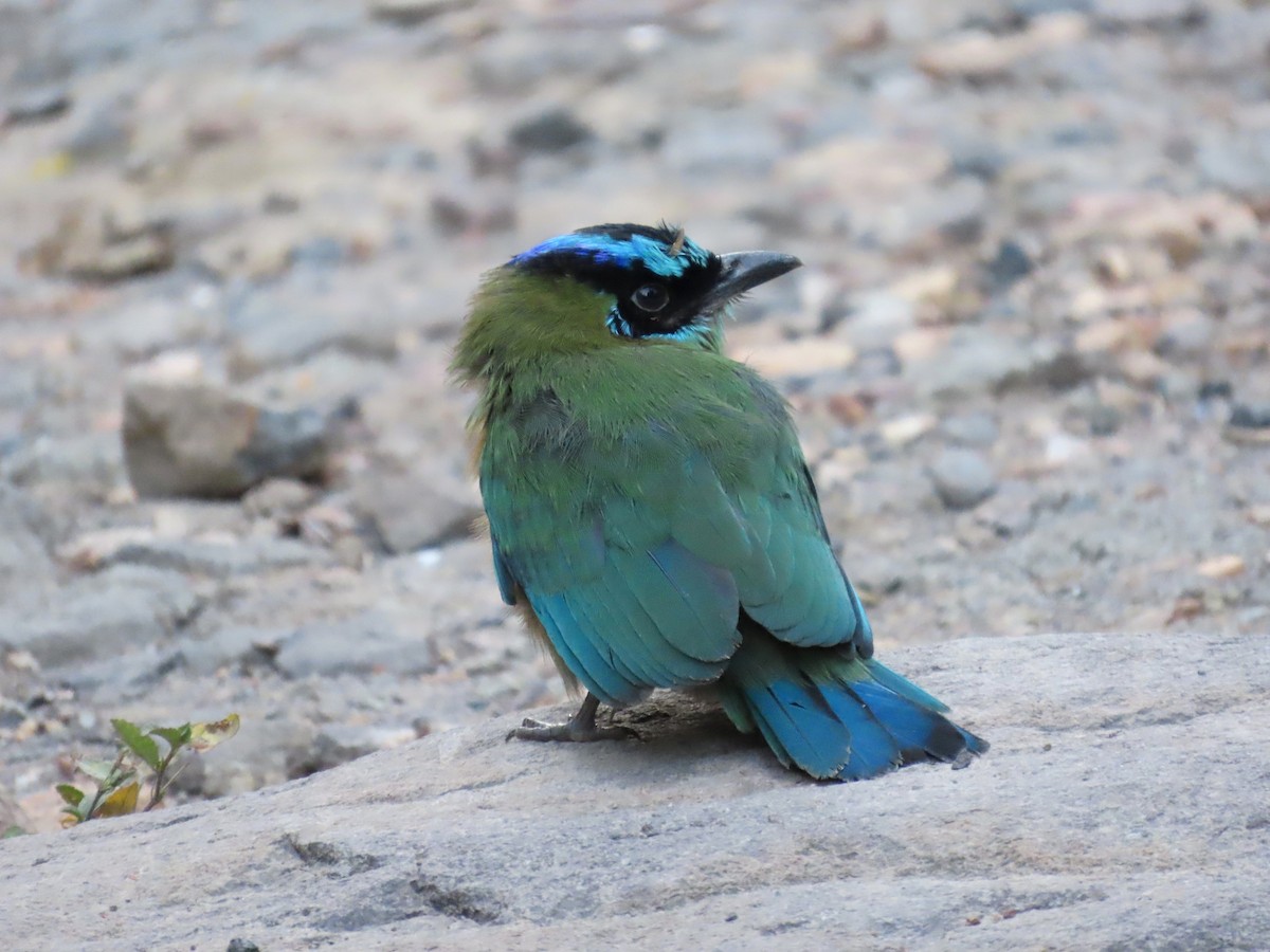 Lesson's Motmot - ML639000145