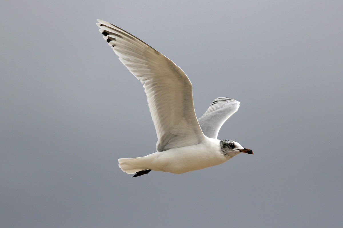 Mediterranean Gull - ML639000146