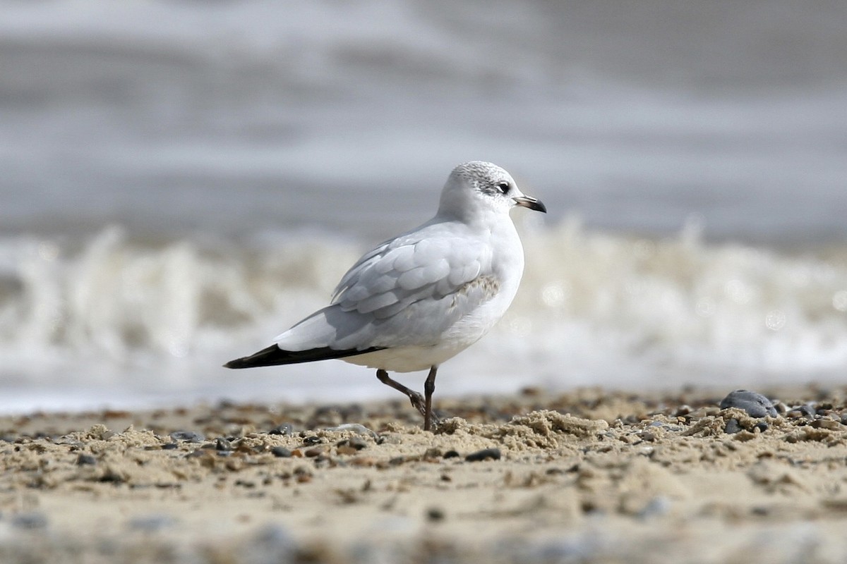 Mediterranean Gull - ML639000147