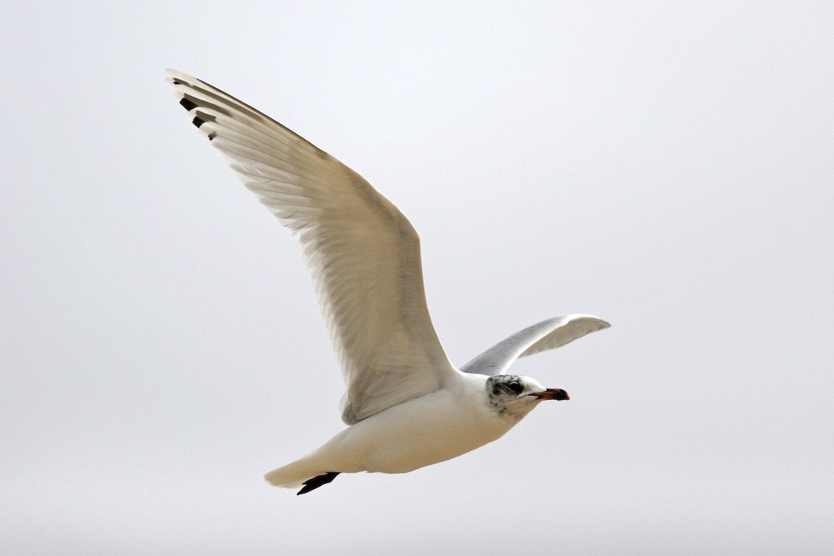 Mediterranean Gull - ML639000148