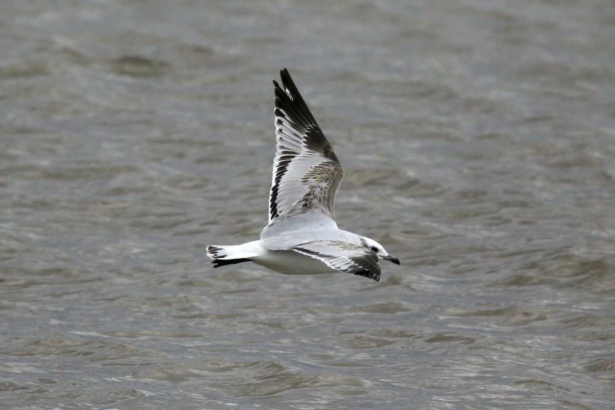 Mediterranean Gull - ML639000149