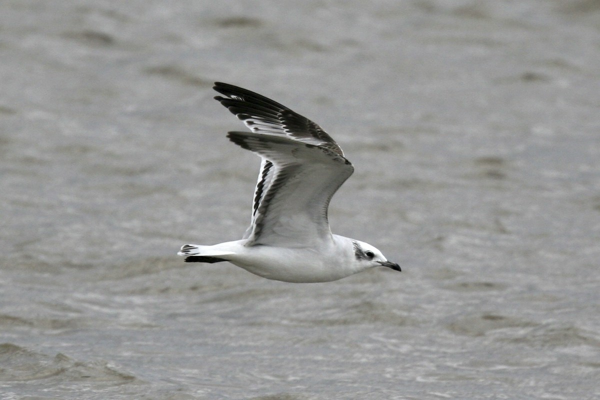 Mediterranean Gull - ML639000150