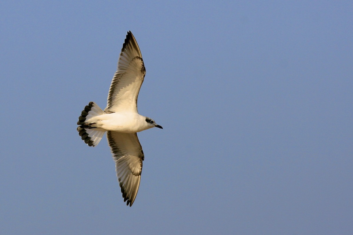 Mediterranean Gull - ML639000151