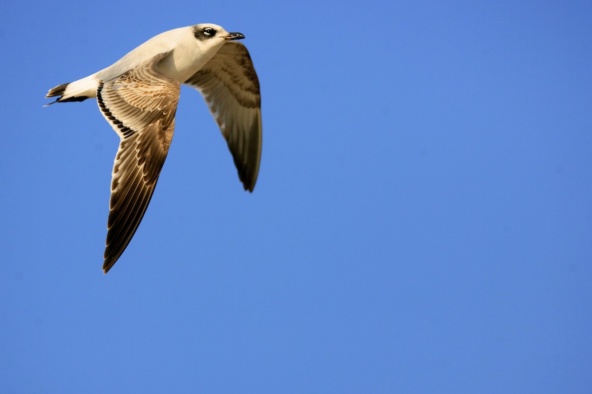 Mediterranean Gull - ML639000152