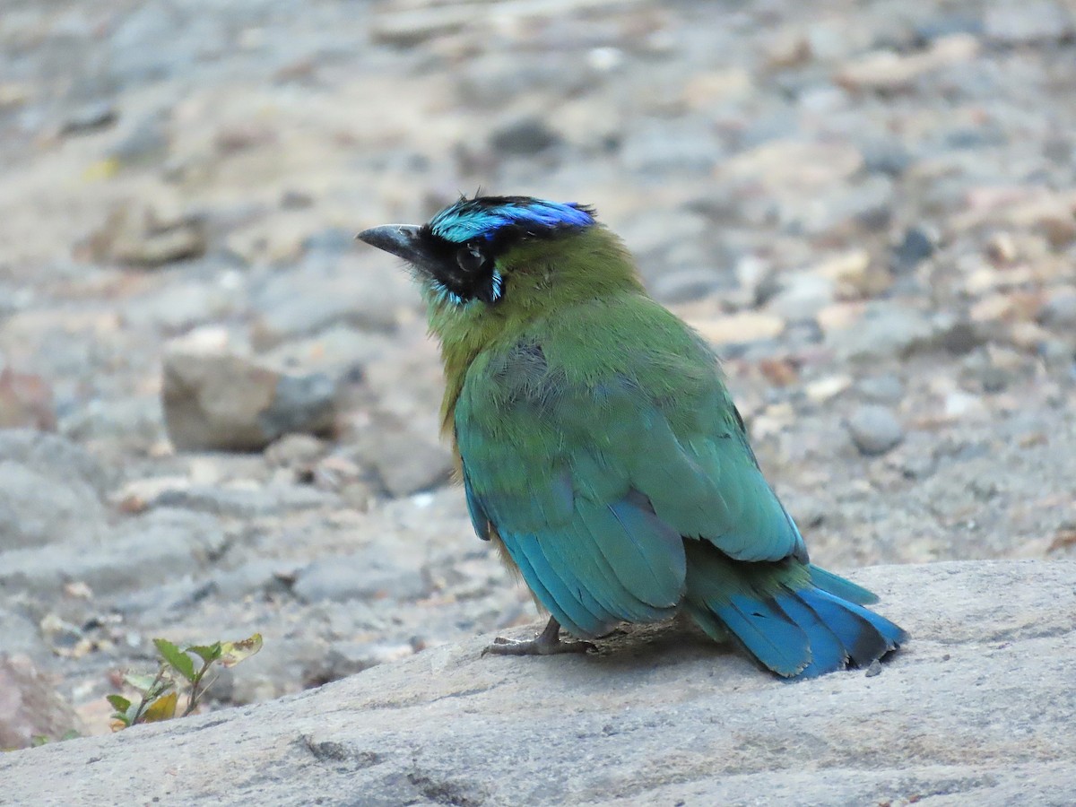 Lesson's Motmot - ML639000153