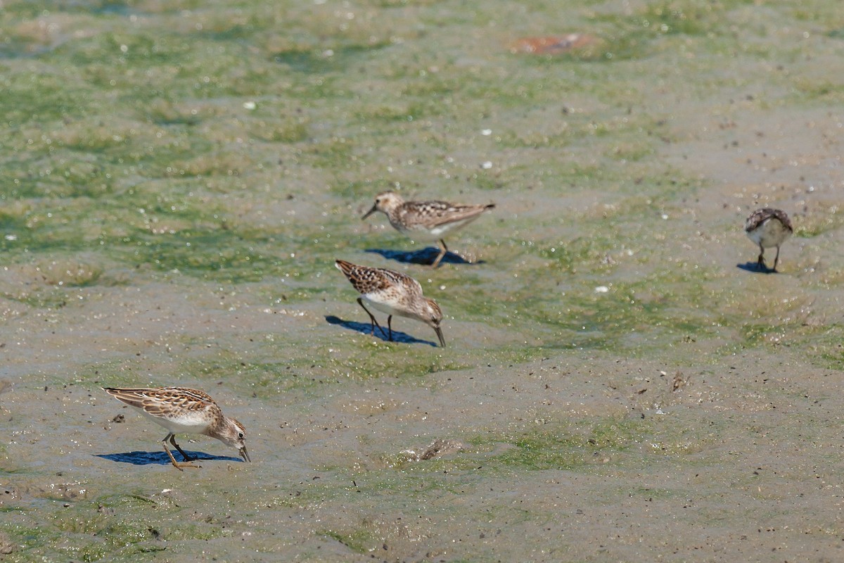 Least Sandpiper - ML639000154