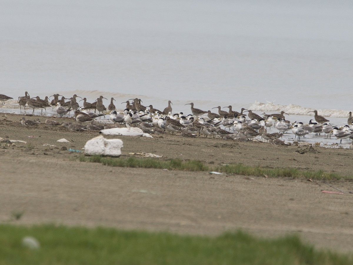 Great Knot - ML639000155