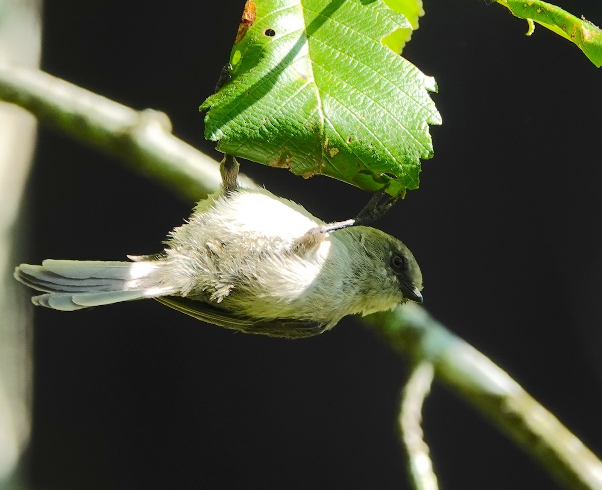 Bushtit - ML639000160