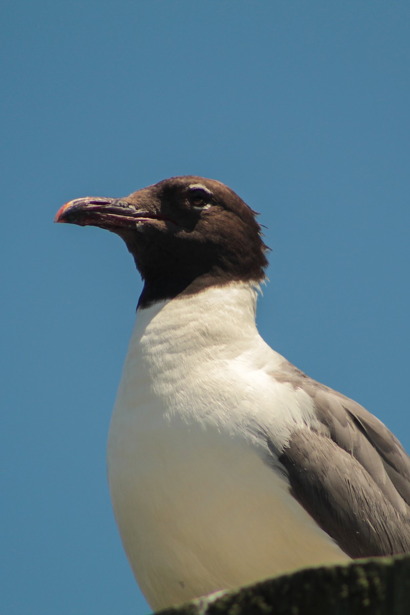 Laughing Gull - ML639000161