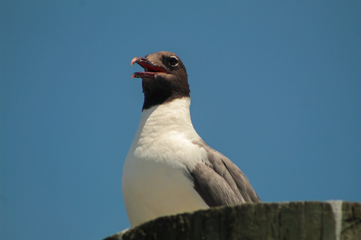 Laughing Gull - ML639000162