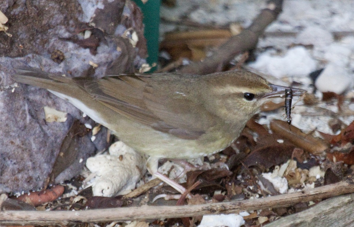 Swainson's Warbler - ML639000164