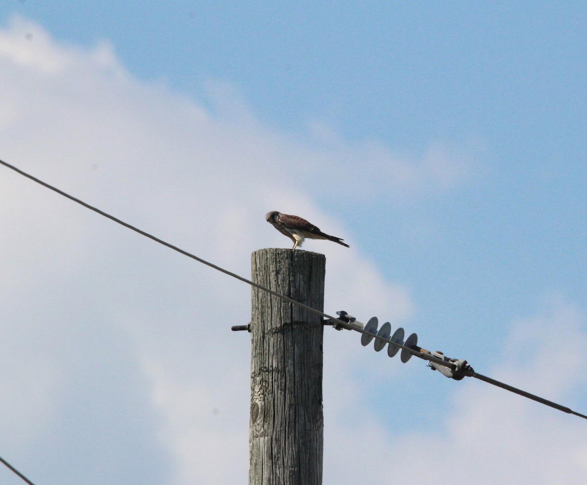 American Kestrel - ML639000165
