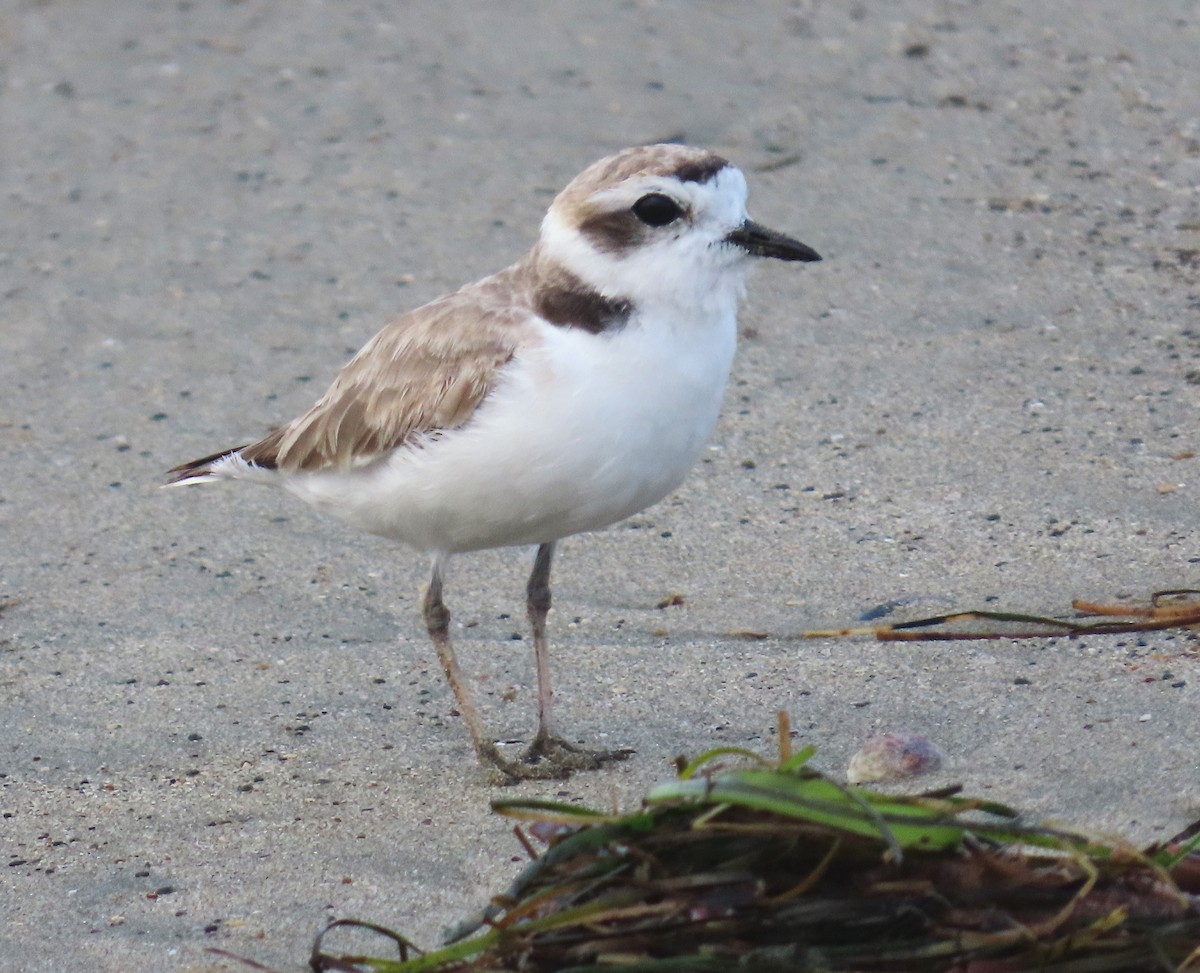 Snowy Plover - ML639000168