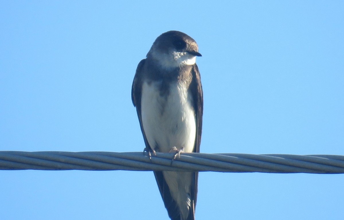 Bank Swallow - ML639000169