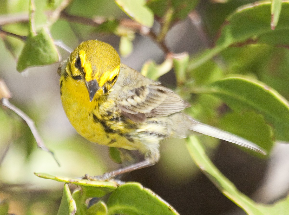 Prairie Warbler - ML639000176