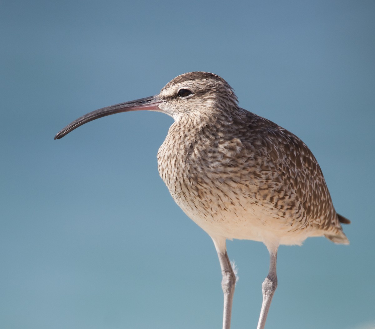 Whimbrel - ML639000181