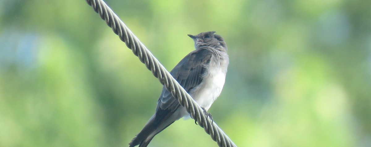 Northern Rough-winged Swallow - ML639000182