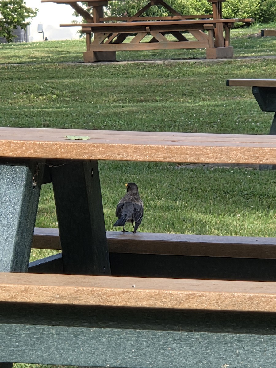 American Robin - ML639000184