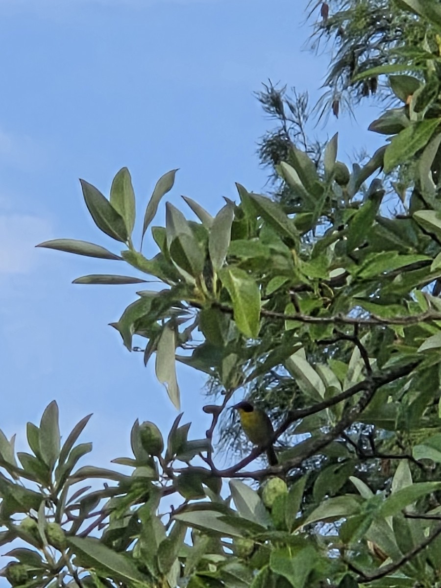 Common Yellowthroat - ML639000199