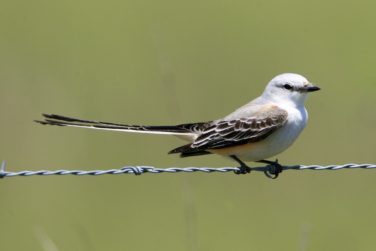 Scissor-tailed Flycatcher - ML639000215