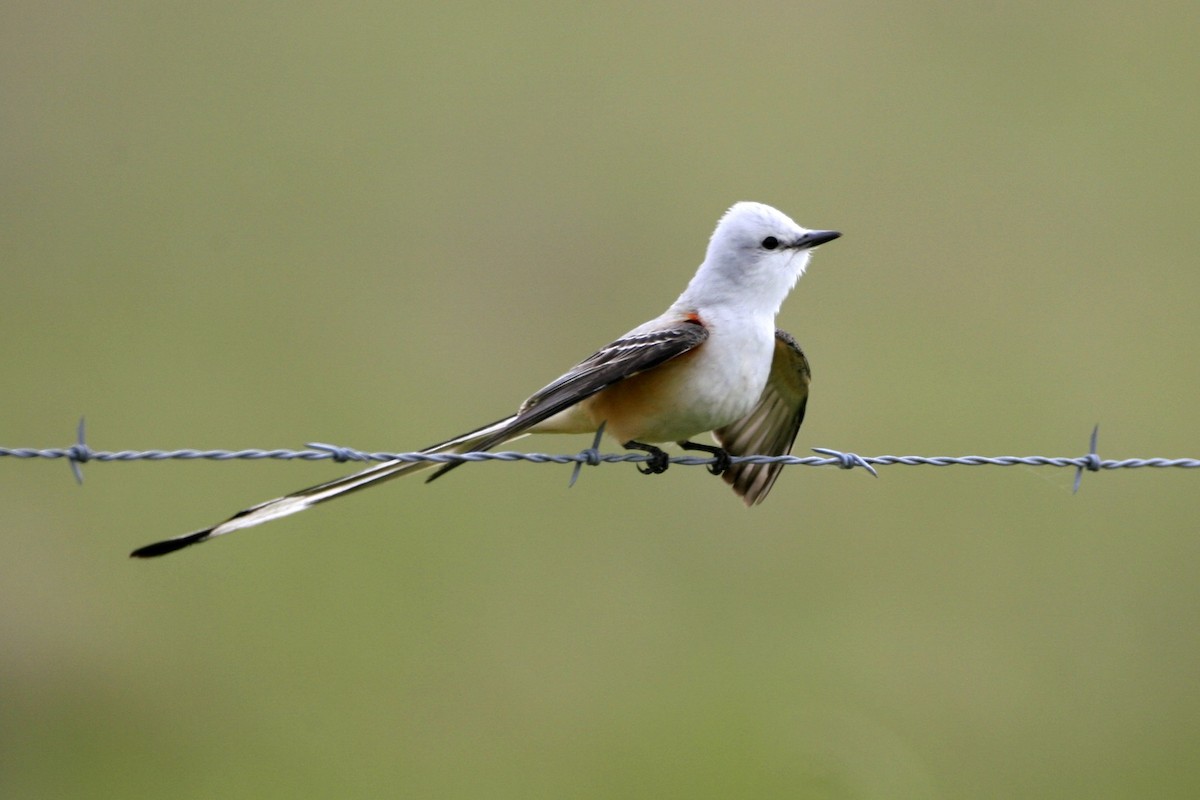 Scissor-tailed Flycatcher - ML639000216