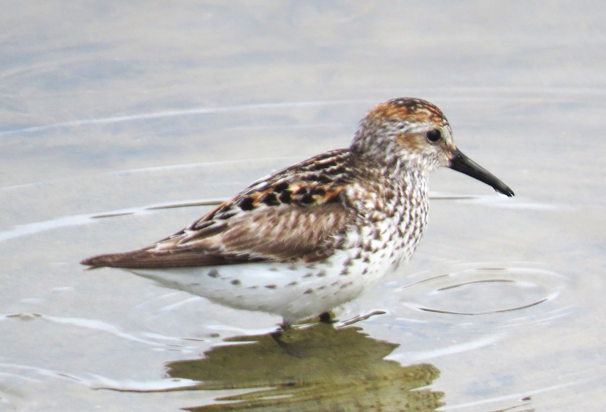 Bergstrandläufer - ML639000217