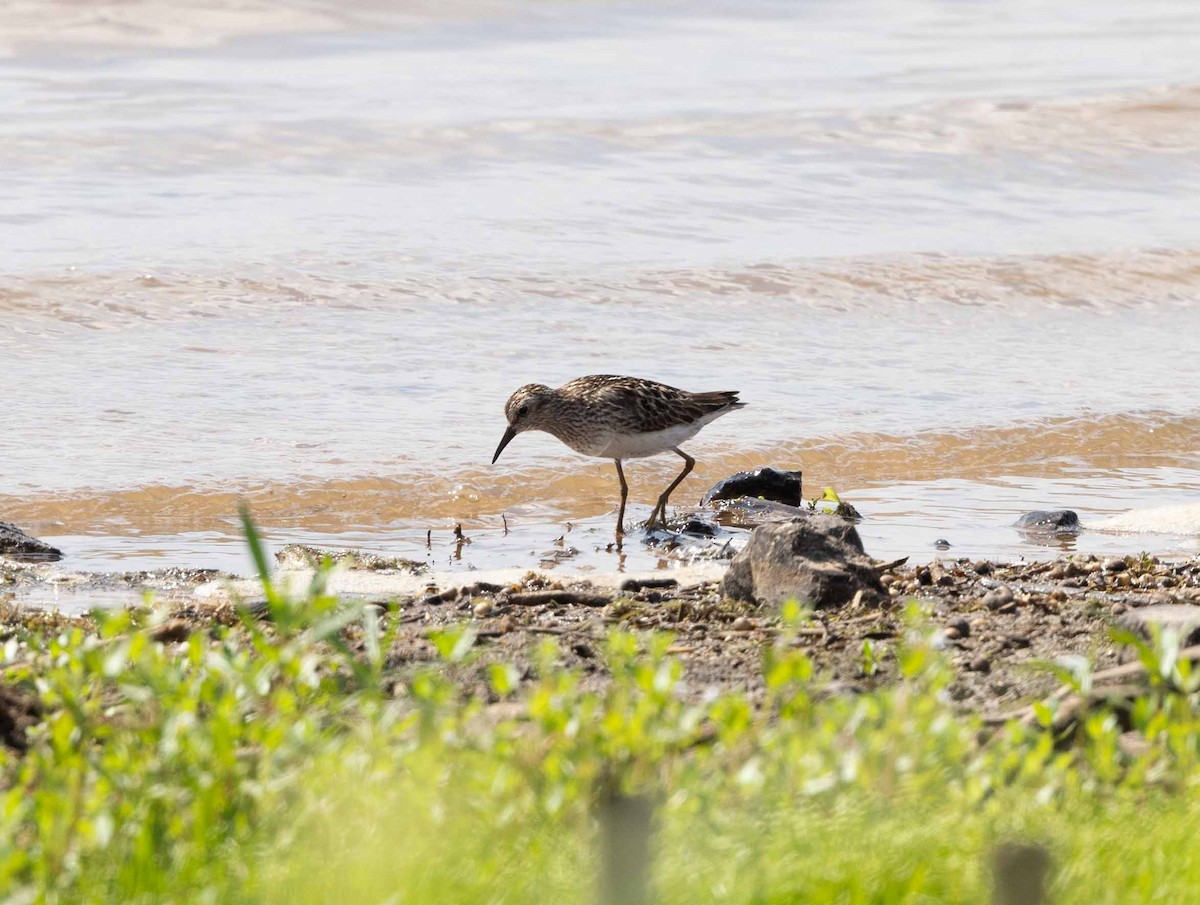 Least Sandpiper - ML639000242